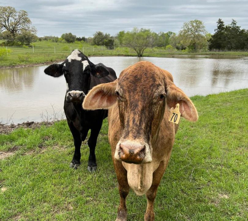 Photo of Others in Cedar Creek
