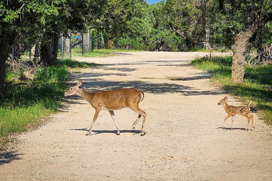 Photo of Others in Wimberley