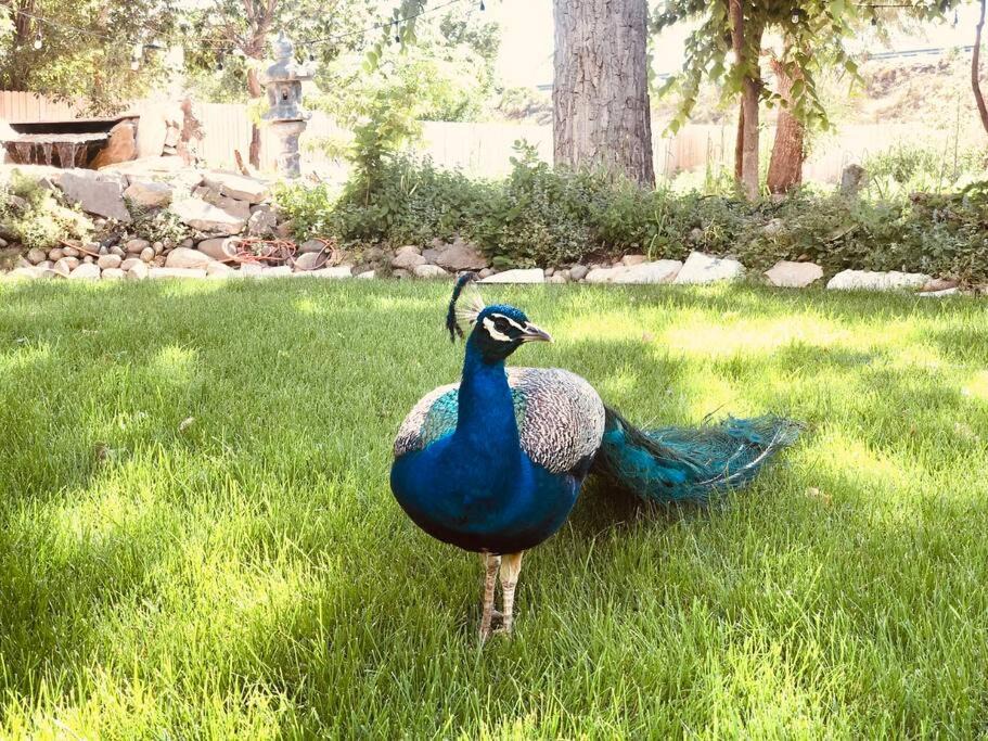 Photo of Others in Wheat Ridge