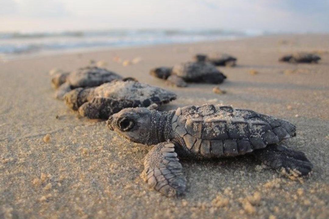 Photo of Others in Corpus Christi