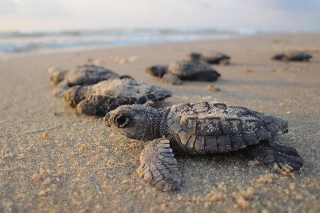 Photo of Others in Corpus Christi