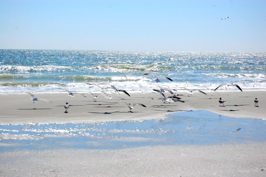 Photo of Others in Myrtle Beach
