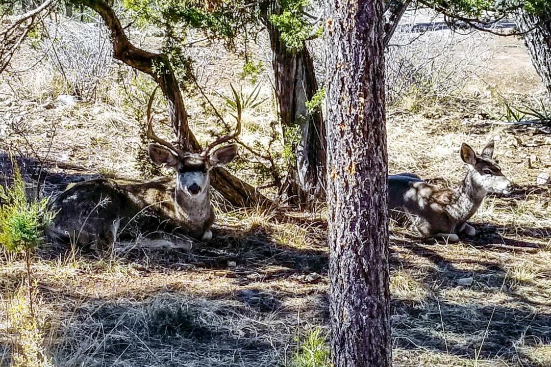 Photo of Others in Ruidoso