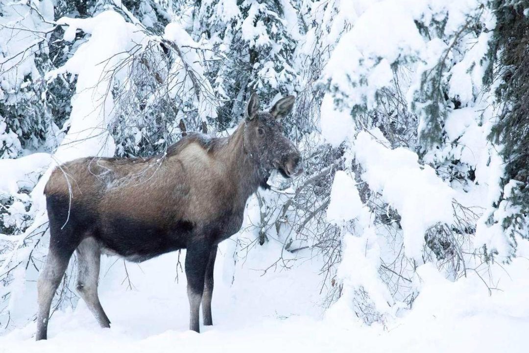 Photo of Others in Fairbanks